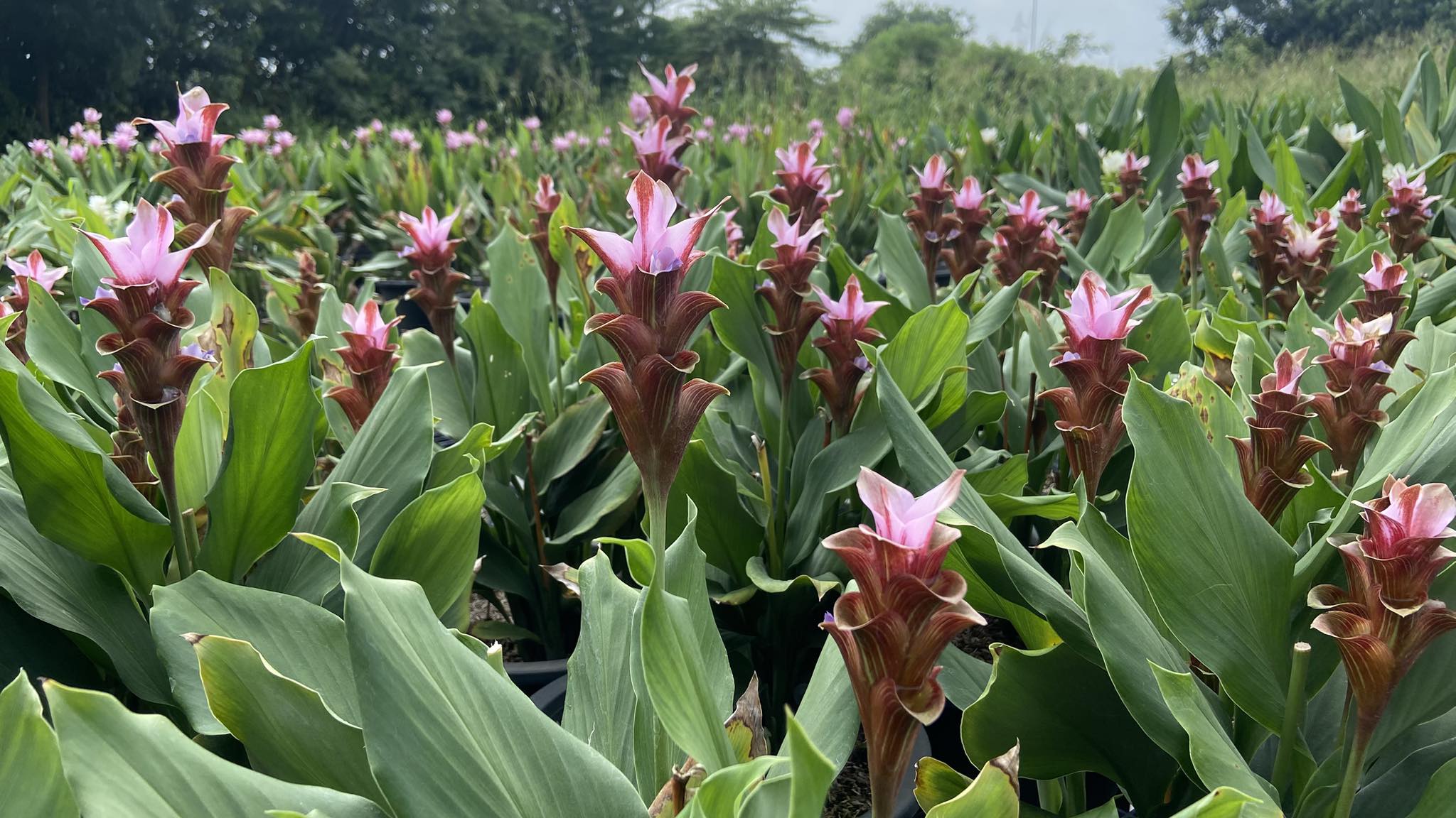 ทุ่งดอกปทุมมา