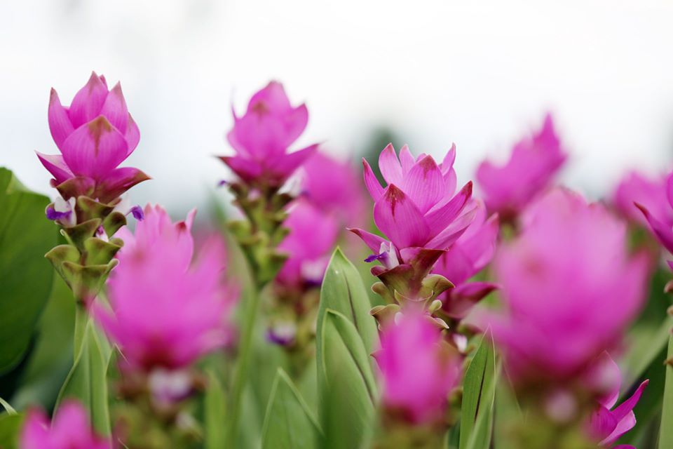 ปทุมมาเชียงใหม่พิงค์